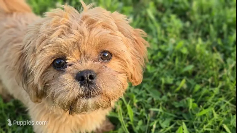 Rusty – Shih Tzu puppy for sale in Clarkson, KY
