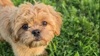 Rusty, a male Shih Tzu for sale in Clarkson, KY – 1 of 1