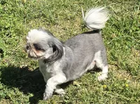 Jellybean, a female Shih Tzu for sale in Clarkson, KY – 2 of 5