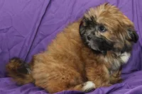 Ruby, a male Shihpoo and Shih Tzu for sale in Clarkson, KY – 3 of 4