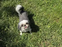Jellybean, a female Shih Tzu for sale in Clarkson, KY – 5 of 5