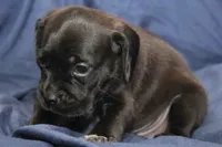 Zorro, a male Puggle for sale in Clarkson, KY – 7 of 9