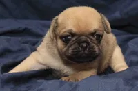 Squeak, a male Pug for sale in Clarkson, KY – 5 of 6
