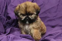 Indy, a male Shih Tzu for sale in Clarkson, KY – 5 of 5