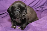 Zorro, a male Puggle for sale in Clarkson, KY – 2 of 9
