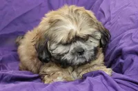 Chewy, a male Shihpoo and Shih Tzu for sale in Clarkson, KY – 4 of 4