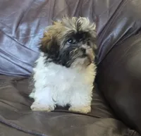 Molly 2.5 pound, a female Shih Tzu for sale in Clarkson, KY – 7 of 7