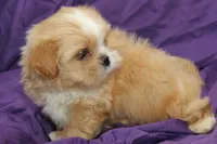 Comet, a male Shihpoo and Shih Tzu for sale in Clarkson, KY – 5 of 5