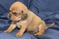 Bambi, a female Puggle for sale in Clarkson, KY – 2 of 4
