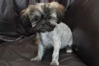 Lucy 2.5 pounds, a female Shih Tzu for sale in Clarkson, KY – 2 of 10