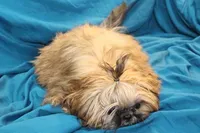 Gem, a female Shih Tzu for sale in Clarkson, KY – Photo 4 of 4