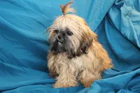 Gem, a female Shih Tzu for sale in Clarkson, KY – Photo 1 of 4