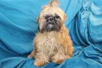 Gem, a female Shih Tzu for sale in Clarkson, KY – Photo 2 of 4