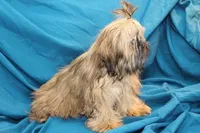 Gem, a female Shih Tzu for sale in Clarkson, KY – Photo 3 of 4