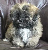 Lucy 2.5 pounds, a female Shih Tzu for sale in Clarkson, KY – 7 of 10