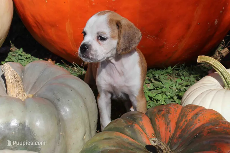 Jasmine – Puggle puppy for sale in Clarkson, KY