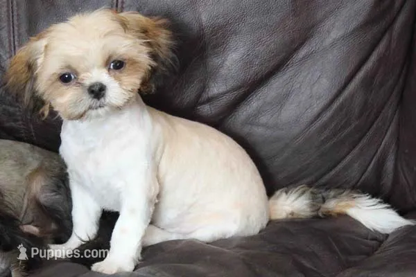 Max – Shih Tzu puppy for sale in Clarkson, KY