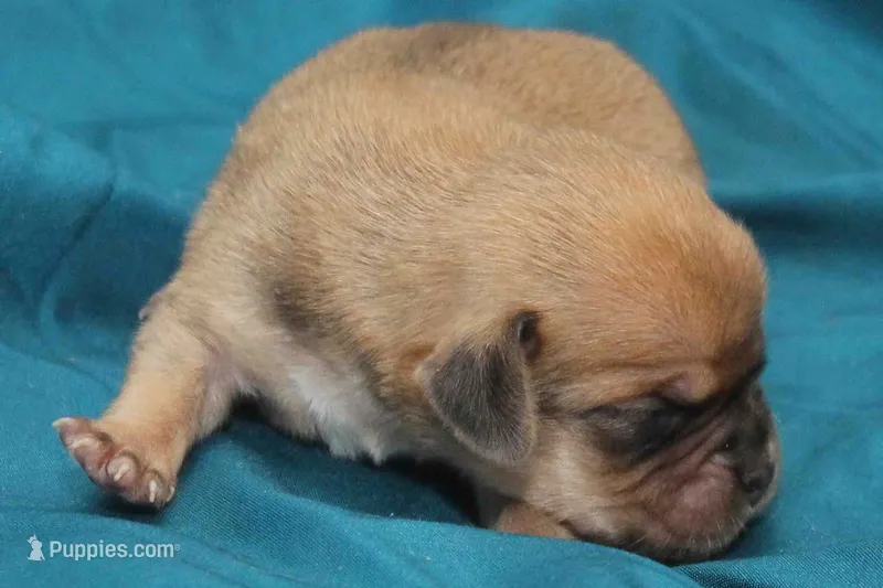 fawn boy – Puggle puppy for sale in Clarkson, KY