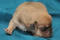 fawn boy, a male Puggle for sale in Clarkson, KY – 1 of 4