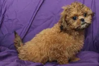 Peanut, a male Shih Tzu for sale in Clarkson, KY – 4 of 4