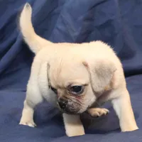 Milo, a male Puggle for sale in Clarkson, KY – Photo 5 of 6