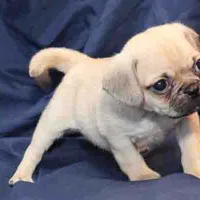 Milo, a male Puggle for sale in Clarkson, KY – Photo 4 of 6