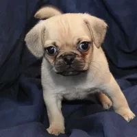 Milo, a male Puggle for sale in Clarkson, KY – Photo 2 of 6