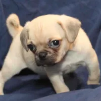 Milo, a male Puggle for sale in Clarkson, KY – Photo 6 of 6