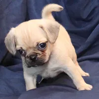 Milo, a male Puggle for sale in Clarkson, KY – Photo 3 of 6