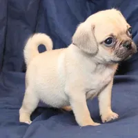 Milo, a male Puggle for sale in Clarkson, KY – Photo 1 of 6