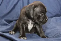 Vader, a male Puggle for sale in Clarkson, KY – 7 of 9