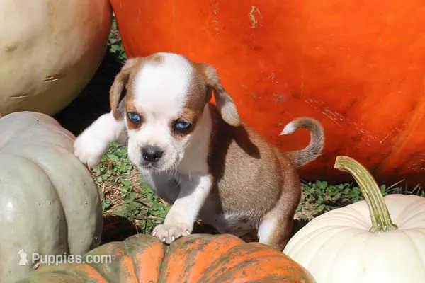 Han – Puggle puppy for sale in Clarkson, KY