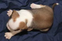 Han, a male Puggle for sale in Clarkson, KY – 1 of 3