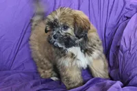 Ruby, a male Shihpoo and Shih Tzu for sale in Clarkson, KY – 2 of 4