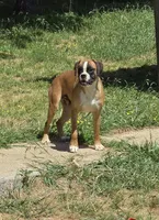 Roxy, a female Boxer for sale in Clarkson, KY – 5 of 6