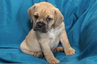 Bailey, a male Puggle for sale in Clarkson, KY – 7 of 10
