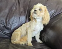 Turner, a male Shihpoo for sale in Clarkson, KY – 4 of 10