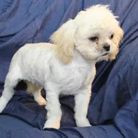 Oliver, a male Shih Tzu for sale in Clarkson, KY – Photo 3 of 9