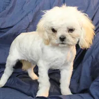 Oliver, a male Shih Tzu for sale in Clarkson, KY – Photo 2 of 9