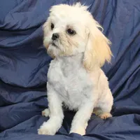 Oliver, a male Shih Tzu for sale in Clarkson, KY – Photo 4 of 9