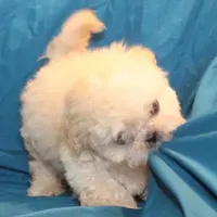 Oliver, a male Shih Tzu for sale in Clarkson, KY – Photo 9 of 9