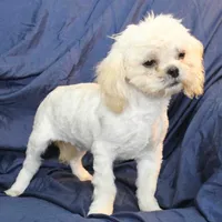 Oliver, a male Shih Tzu for sale in Clarkson, KY – Photo 1 of 9