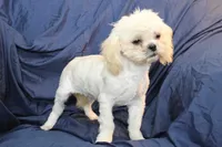 processed/e0cc223b-e5e2-4270-86ec-14351bf2b779/listing/bfc054f2-27f3-43d1-abe2-3f4eb915061f/977fd277-2779-4101-a975-96d8580fc275