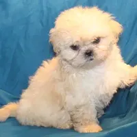 Oliver, a male Shih Tzu for sale in Clarkson, KY – Photo 6 of 9