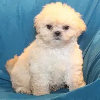 Oliver, a male Shih Tzu for sale in Clarkson, KY – Photo 5 of 9