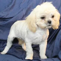 Oliver, a male Shih Tzu for sale in Clarkson, KY – Photo 7 of 9