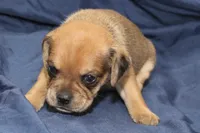 Chewy, a male Puggle for sale in Clarkson, KY – 4 of 4