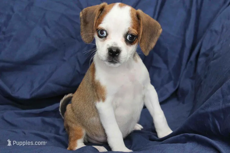 Luna – Puggle puppy for sale in Clarkson, KY