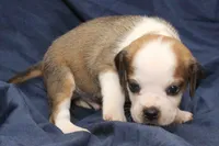 Anikin, a male Puggle for sale in Clarkson, KY – 4 of 4