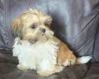 Max, a male Shih Tzu for sale in Clarkson, KY – 2 of 2